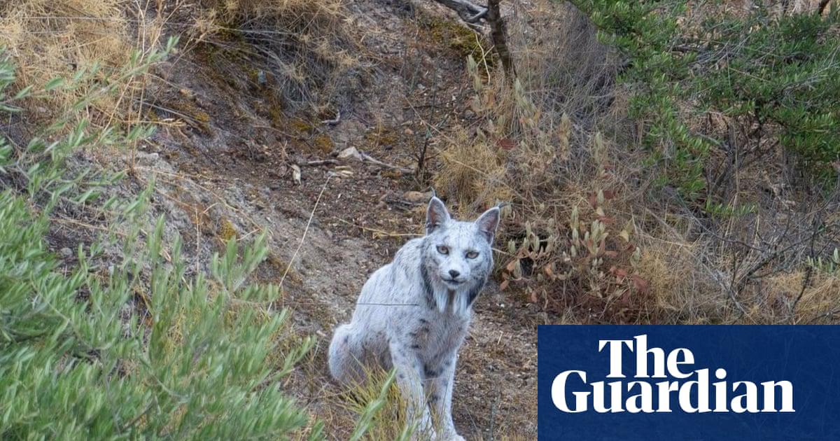 Spanish photographer Ángel Hidalgo captured the white Iberian lynx on camera in a wooded area near the city of Jaén. Instagram @angeliyo_o