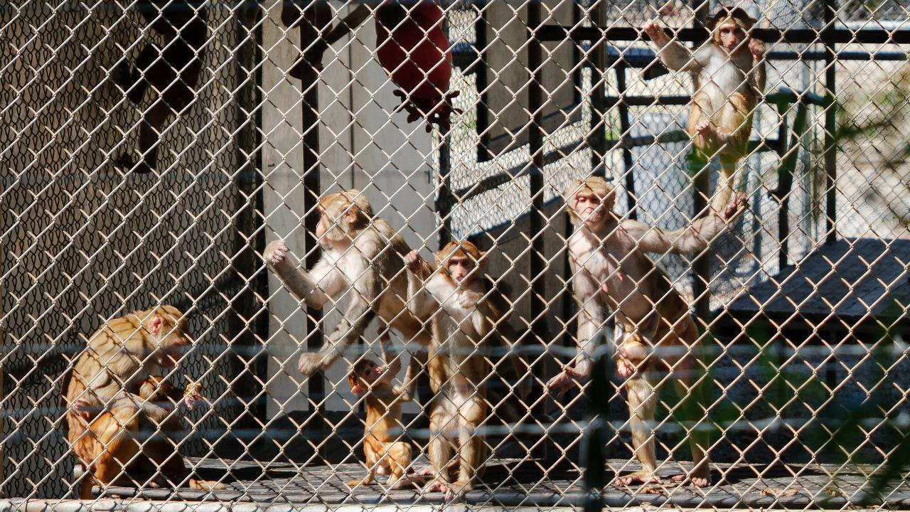 The Runaway Monkeys Upending the Animal-Rights Movement