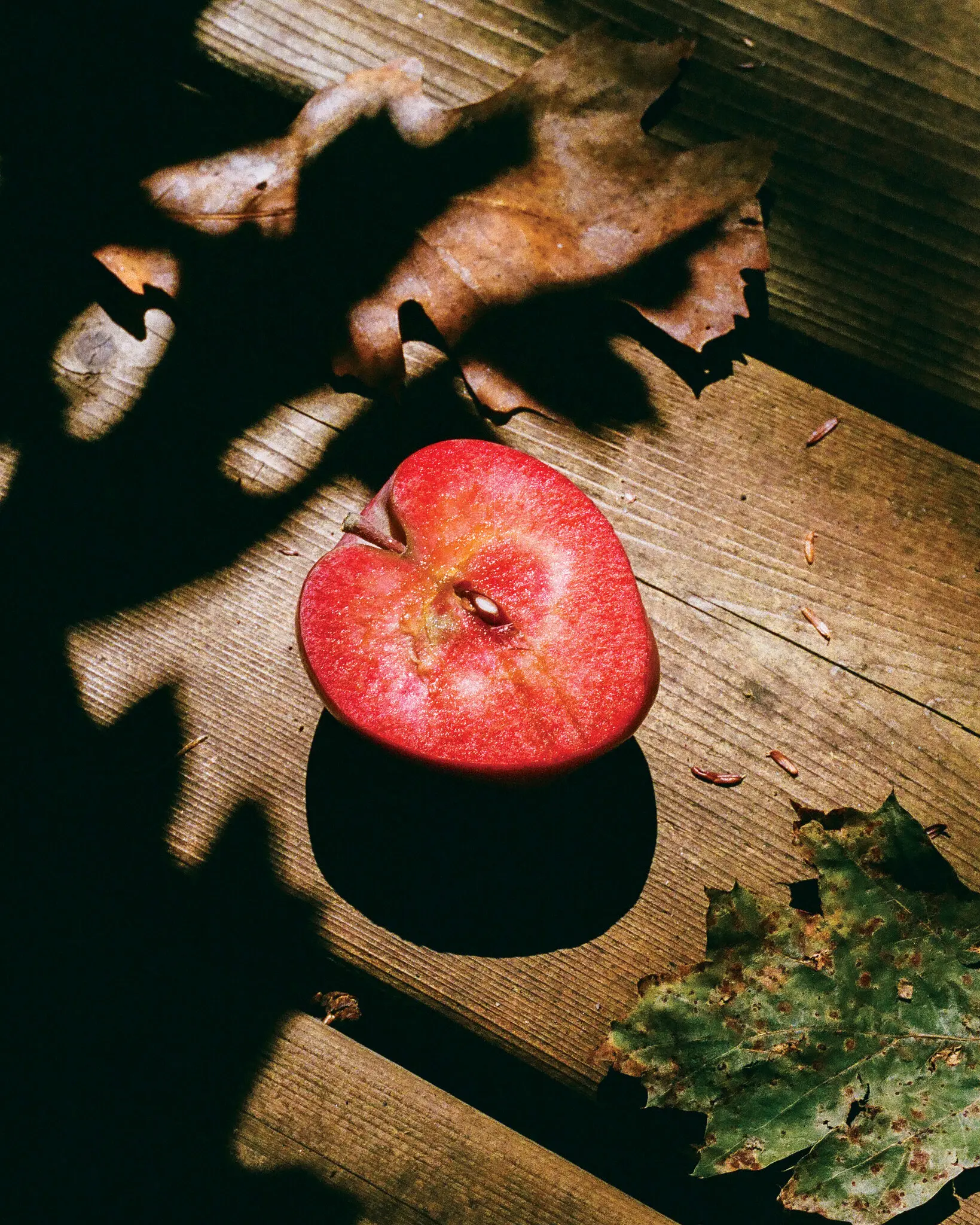 The Lovely Loneliness of Sunday Afternoons in Autumn