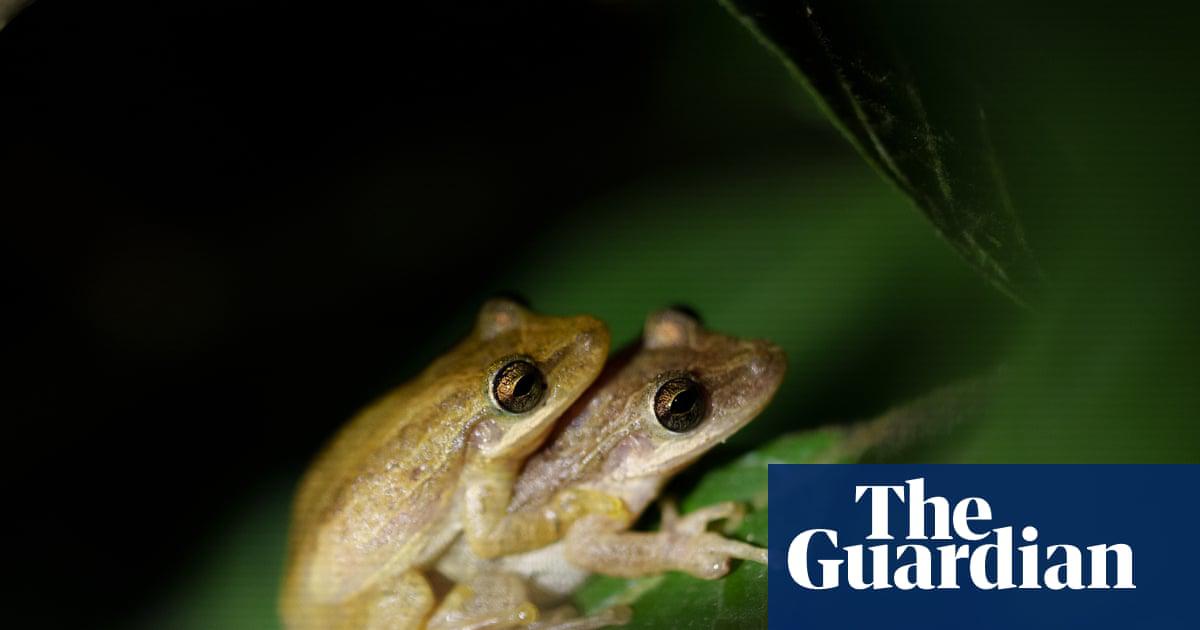 Fowler’s snouted tree frogs (<em>Scinax quinquefasciatus) </em>are thought to have arrived on the islands as stowaways on cargo ships.