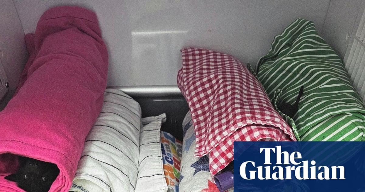 Rescued baby flying foxes wrapped up in blankets, after being injured by giant hail in Queensland storms.