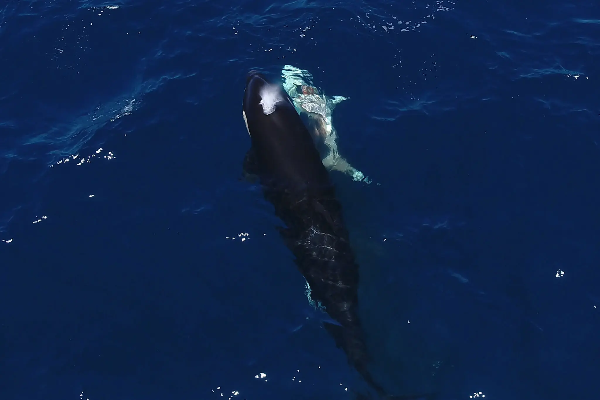 An orca swimming with a young great white shark with a visible wound in waters off Baja California, Mexico.