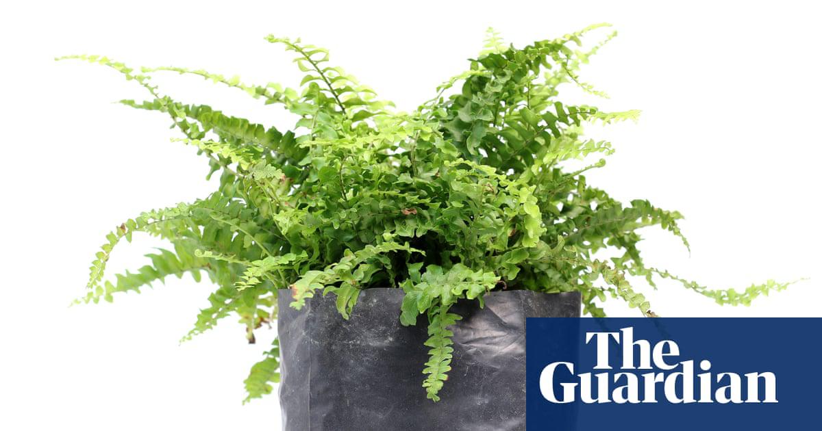 A bag traps humidity around a fern.