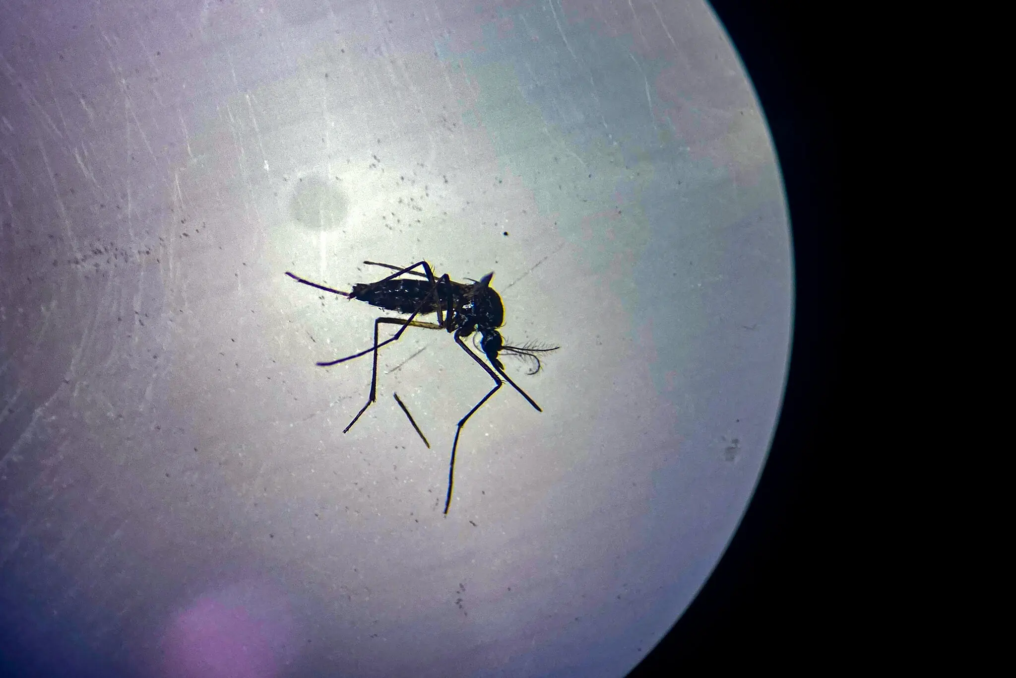 A research scientist who published a paper in a scientific journal about controlling mosquito-borne malaria infections was asked to rebut a letter to the editor sent by a scientist who had suddenly become improbably prolific starting in 2025.