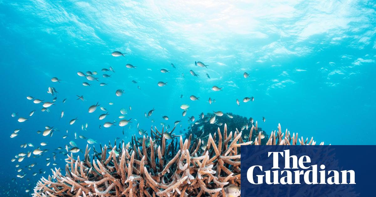 ‘Grim future’ for Great Barrier Reef unless global heating kept to 2C, study finds