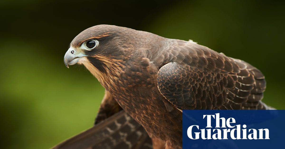The kārearea, New Zealand’s bird of the year in 2025, is the country’s fastest bird and known for dive-bombing passers-by.