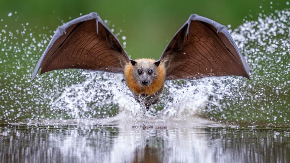 Seeing the World Up Close