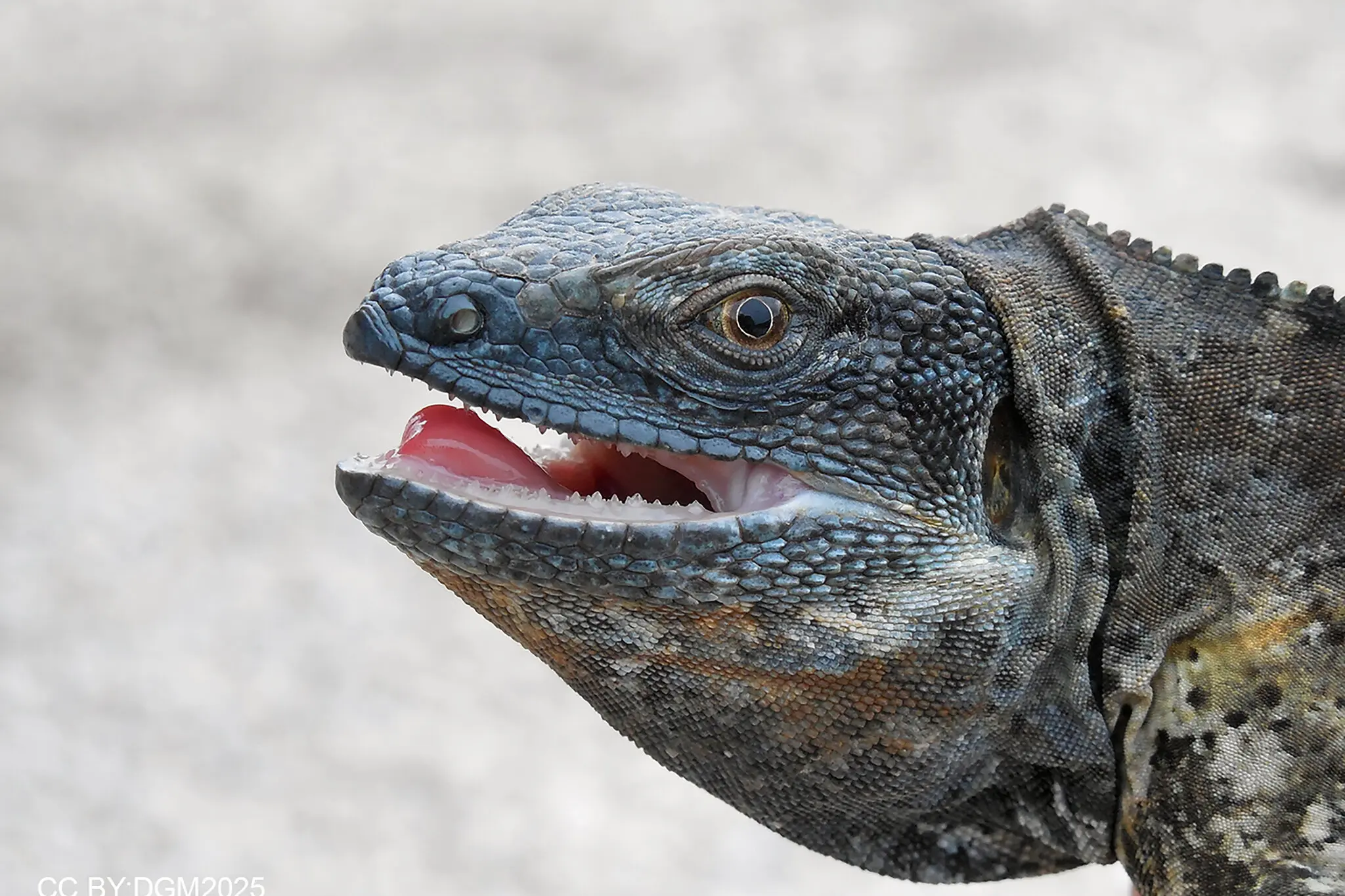 An analysis of the Clarion Island iguanas of Mexico found they likely diverged from their mainland relatives nearly half a million years ago.