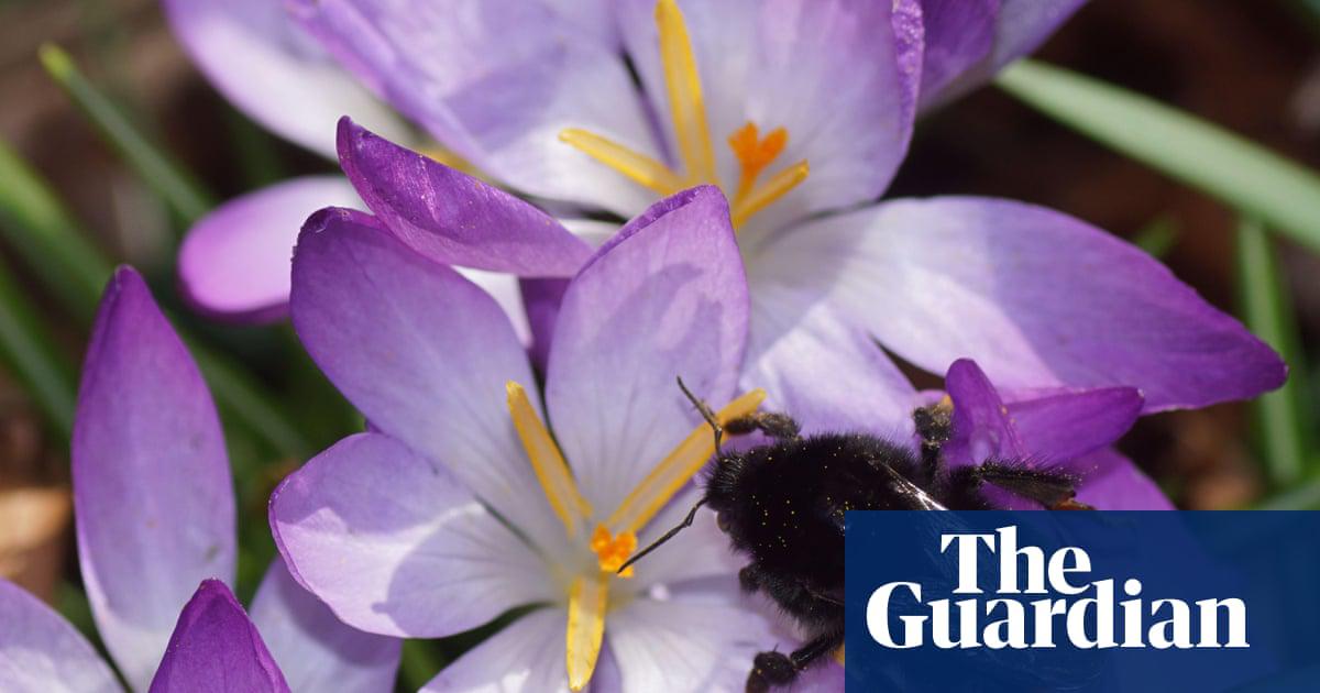 A queen red-tailed bumblebee on crocus flowers.
