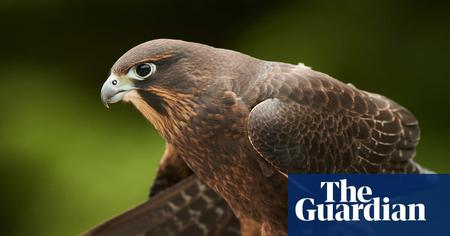 Picture of the author