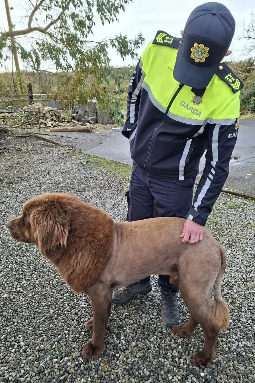 A photograph released by Ireland’s police force, known as Garda Síochána, showing Mouse, the dog who was mistaken for a lion.