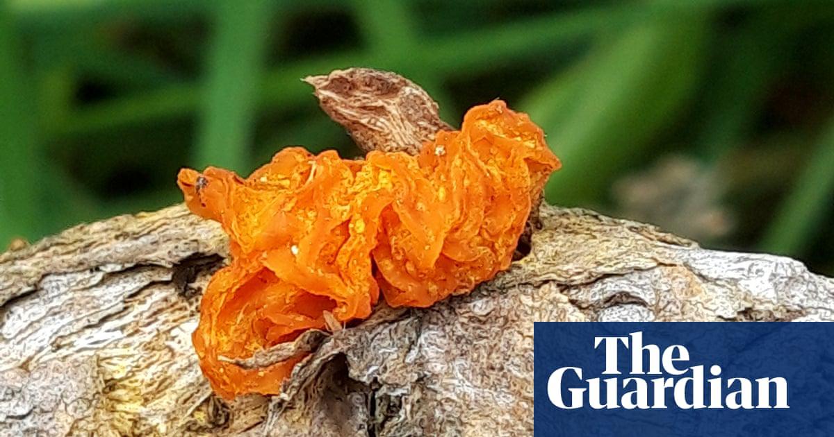 ‘My favourite … an orange geometric growth on a dead gorse branch.’ Yellow brain fungus (<em>Tremella mesenterica</em>).