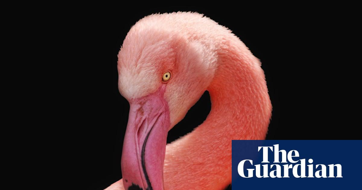 This flamingo is exactly where it should be, unlike the one in the news this week.