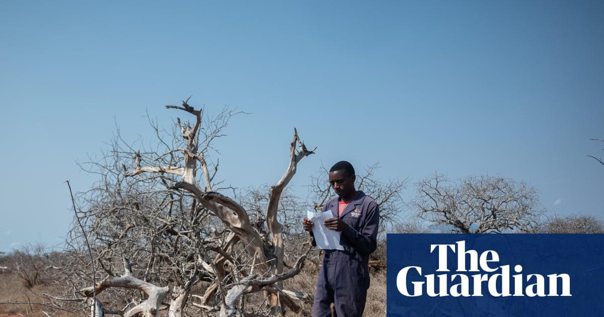 Fallen trees are examined in the Kasigau carbon project area, the first to be approved under Verra’s system. All photographs: Edwin Ndeke/the Guardian