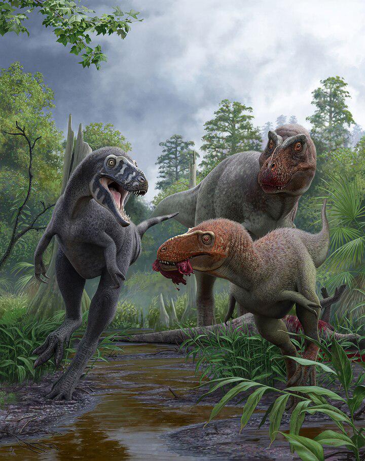 <i>Nanotyrannus </i><i>lancensis, </i>which recent findings suggest was a distinct dinosaur and not a young <i>Tyrannosaurus rex</i>, was a small-sized Late Cretaceous predator that may have competed with juvenile <i>T.rex </i>for food.