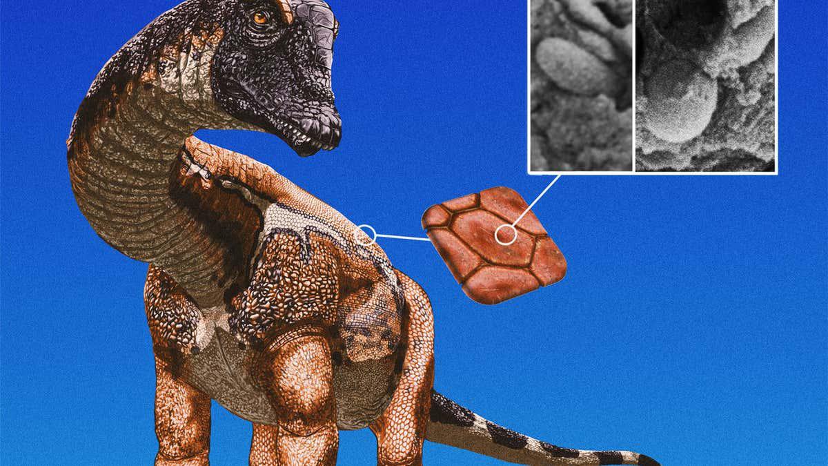 Dinosaurs like Diplodocus may have been as colourful as birds