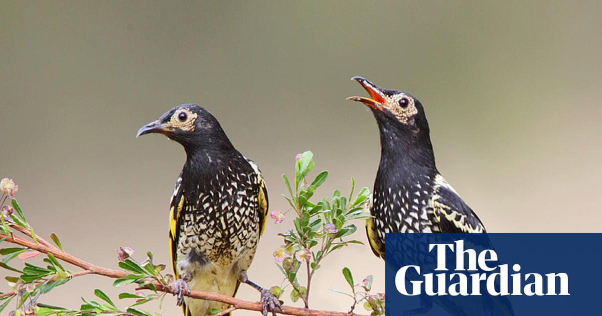 The critically endangered regent honeyeater has rediscovered its lost song with wild-born birds teaching the complete version to zoo-bred males.