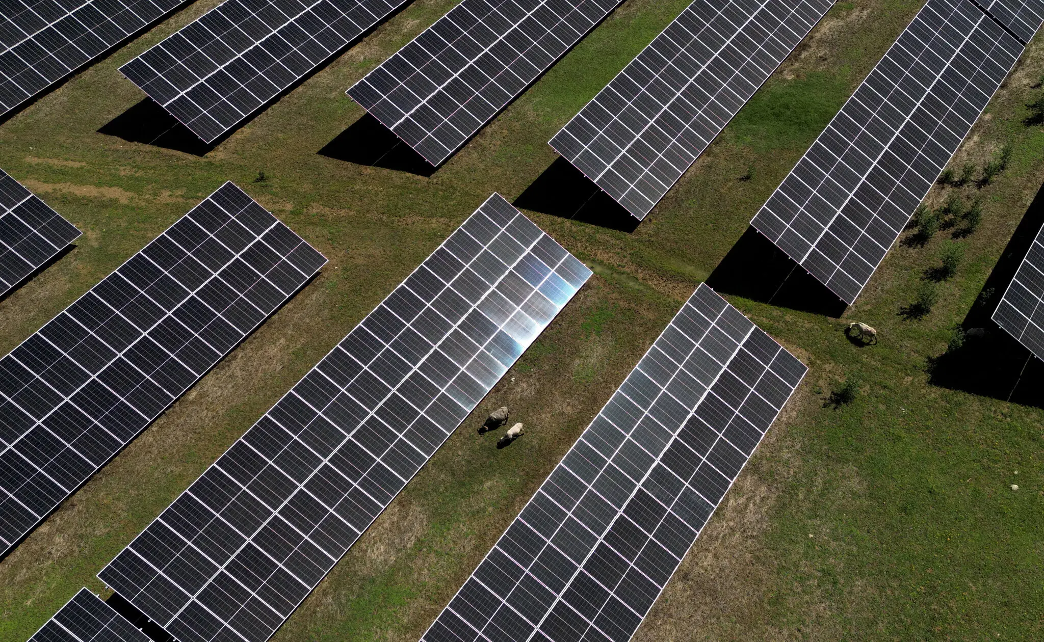 Sheep grazing on a pasture next to solar panels, following a major blackout on the Iberian Peninsula, in the village of Hostalric, near Girona, Spain, last year.