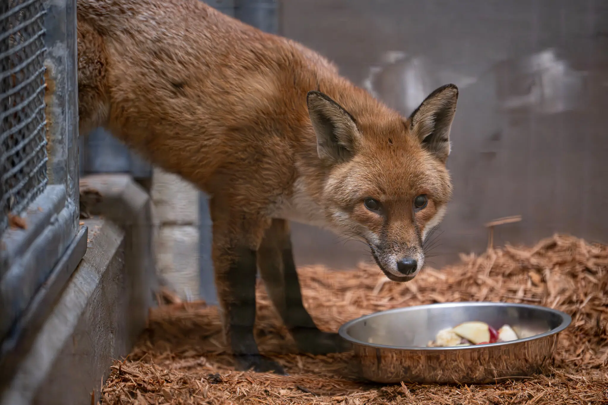 A red fox found aboard a cargo ship from England last month was taken to the Bronx Zoo, where he is served a varied diet of fruits, vegetables, insects and mice.