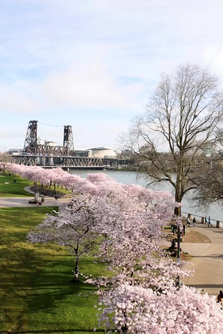 Cherry blossoms abound at Tom McCall Waterfront Park.