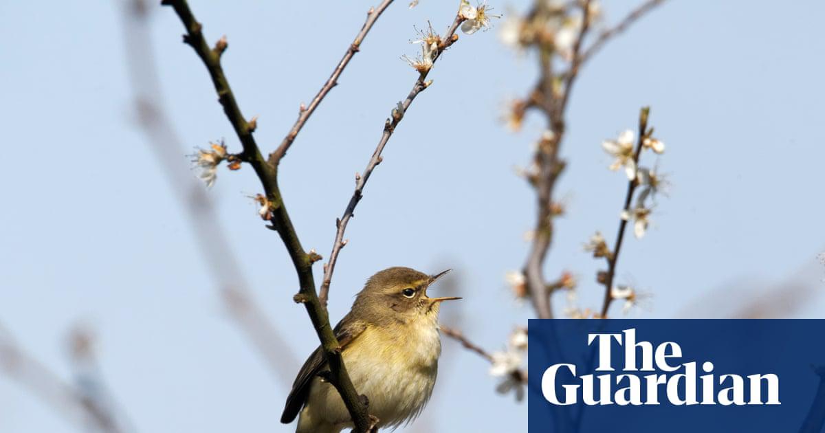 A chiffchaff singing in a branch in early spring.