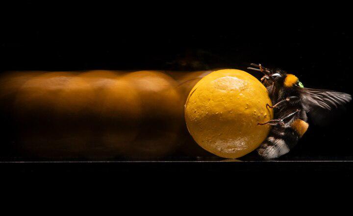 Picture of the author