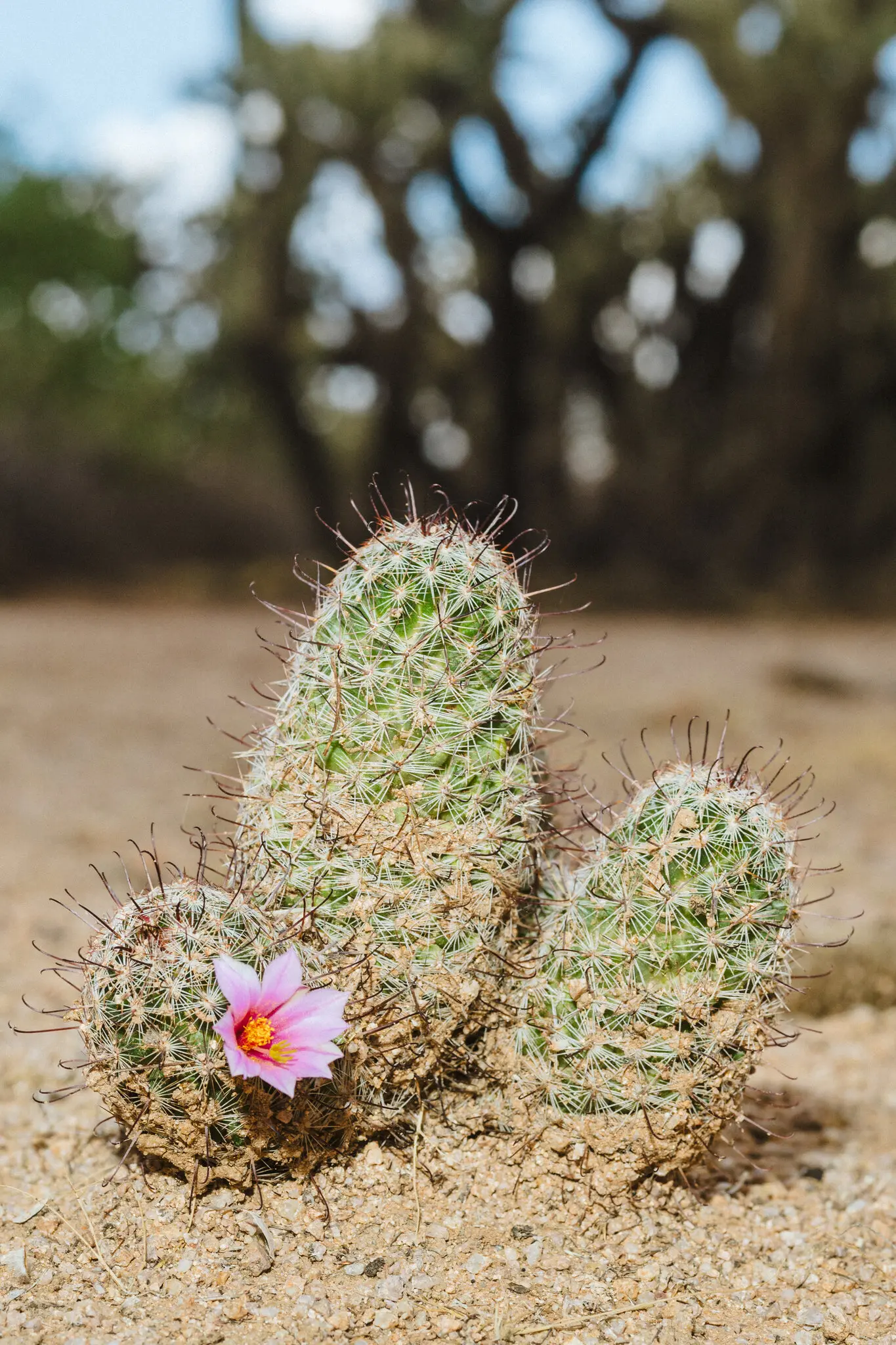 Flowering plants -- like the bloom on this puncushion cactus -- are a relatively new part of the natural world, their sudden appearance still the subject of debate.