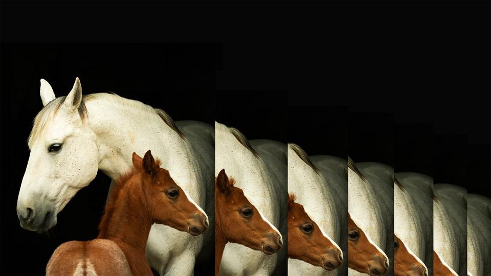 Inside the Creepy, Surprisingly Routine Business of Animal Cloning