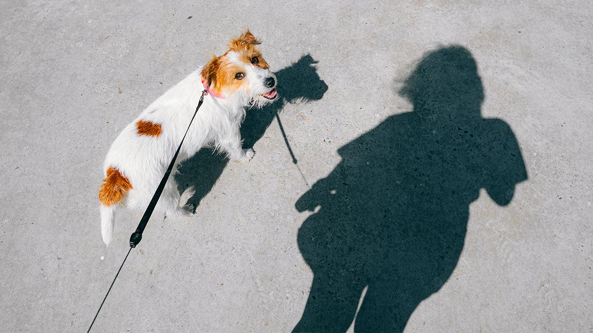 Picture of the author