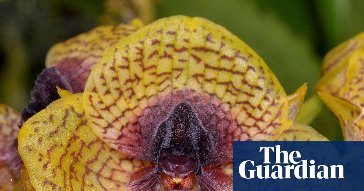 <em>Telipogon cruentilabrum, </em>an orchid whose flowers look bloodstained and attract sexually aroused flies, is among new species named by scientists.