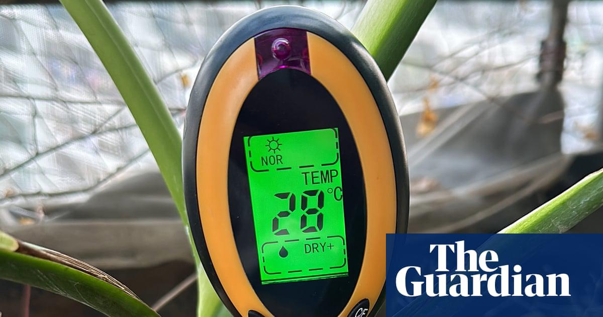 Houseplant hacks: do moisture meters prevent overwatering?