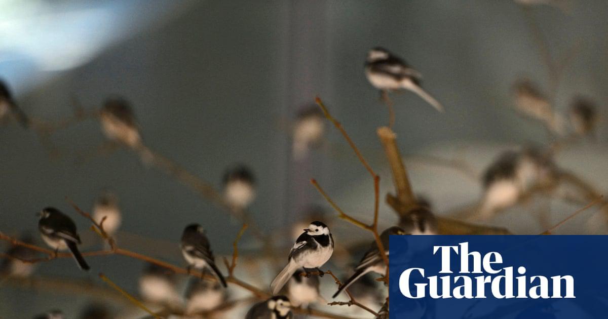 A roost of pied wagtails. ‘For small birds that lose heat rapidly, food, shelter and warmth are critical.’