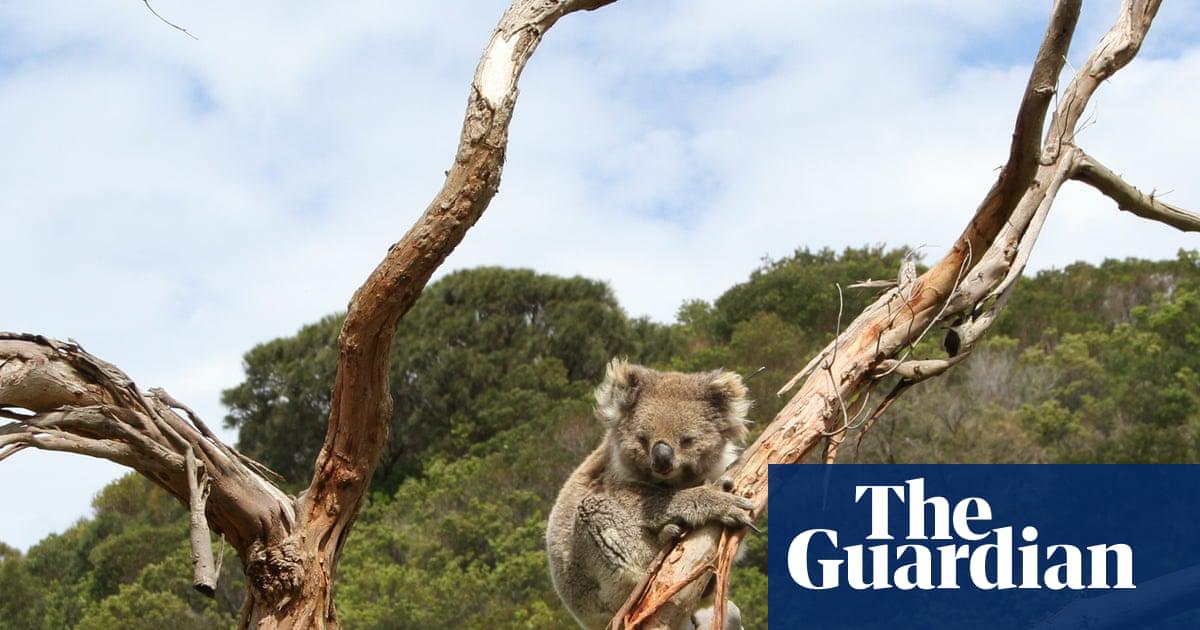 In parts of Victoria and South Australia, overpopulation of koalas is leading to defoliation and starvation.