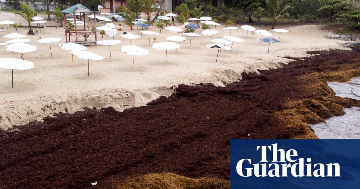 A beach in Playa Caribe, Dominican Republic, blanketed in sargassum, a floating macroalgae that forms vast colonies and drifts with the ocean currents.
