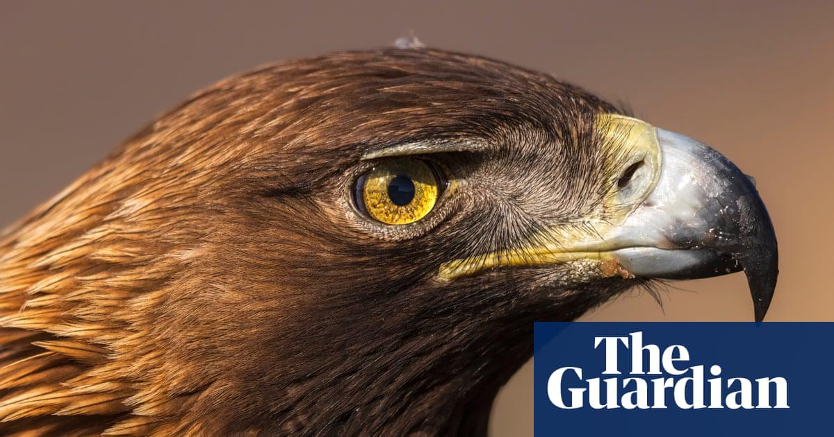 The golden eagle is one of the most iconic birds of prey on the Iberian peninsula