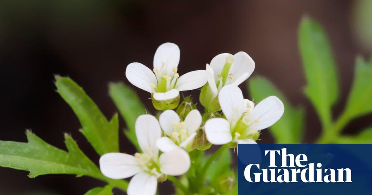 Plants, such as <em>Arabidopsis thaliana</em>, AKA thale cress, above, are well known for passing messages to each other with airborne chemicals.
