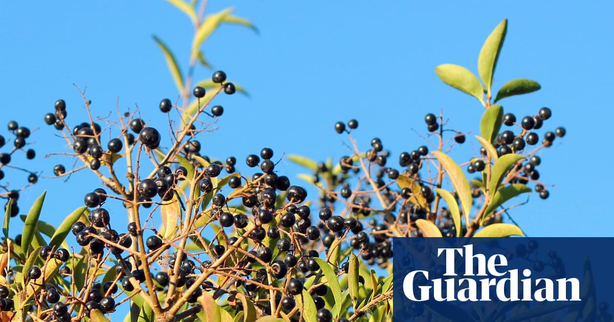 A privet bush will boost height, texture and resources for wildlife in your garden.