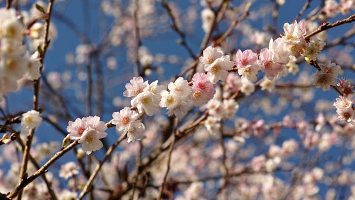 Hedge your bets for pre-spring planting in 2026