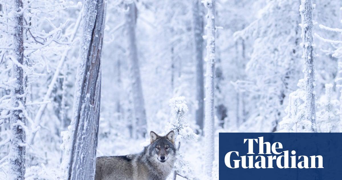 Wolves have had their strictly protected conservation status downgraded in the EU after numbers almost doubled in 10 years.