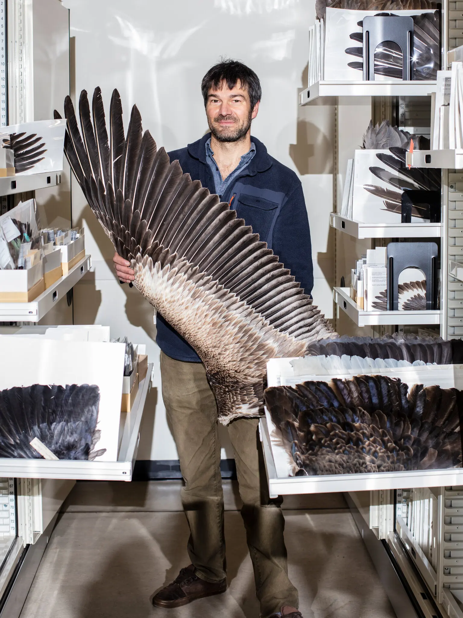 Vanya Gregor Rohwer, curator of birds and mammals at the Cornell University Museum of Vertebrates, with the wing of a great white pelican. He has been studying filoplumes and other plumage alongside his father for more than 20 years,