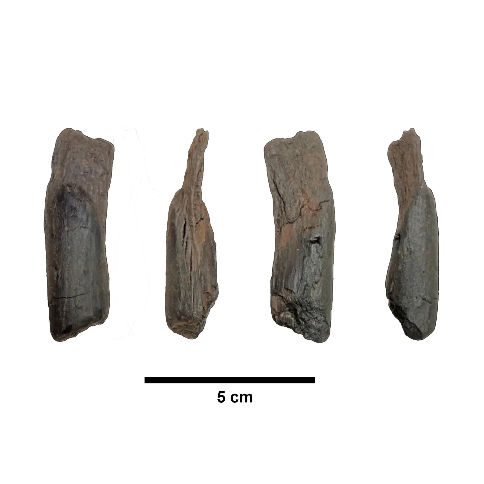 Small 430,000-year-old wooden tools of uncertain function recovered from a site in southern Greece.
