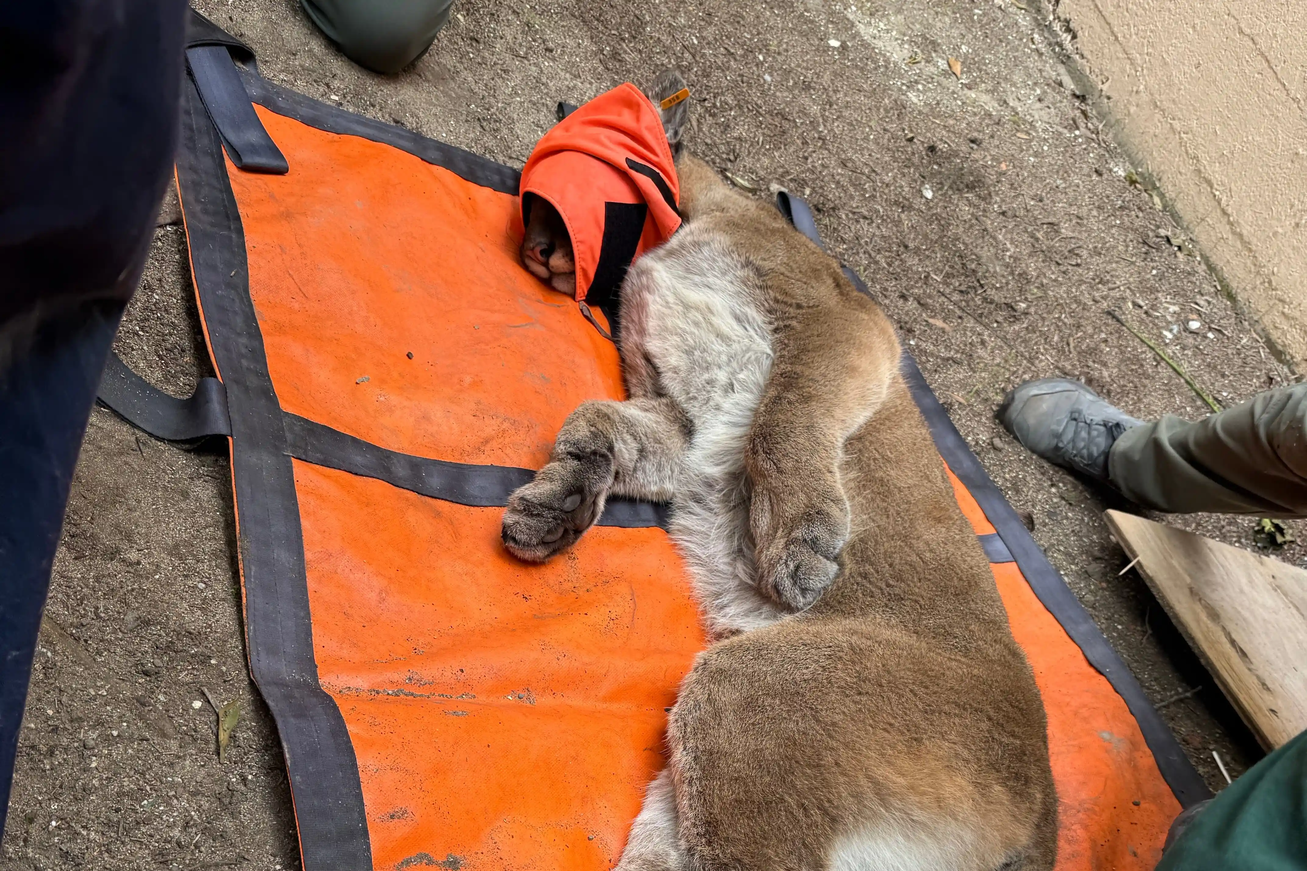 Residents were shocked to see a young mountain lion roaming the streets of San Francisco this week. Local animal control agencies were able to capture and tranquilize it on Tuesday.