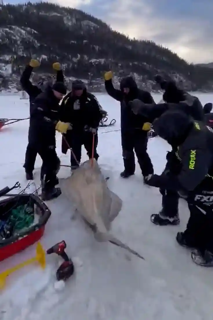 A huge Atlantic halibut caught in Quebec weighed in at a record-breaking 244 pounds.