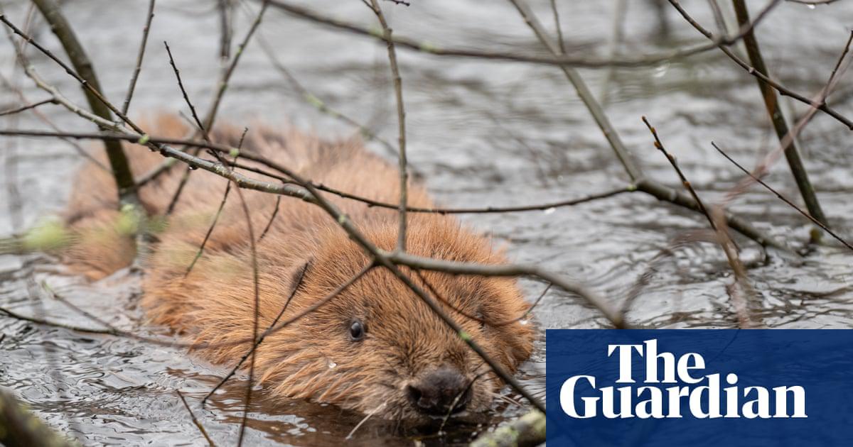 The Cornwall Wildlife Trust spent a year and £150,000 in fees to gain approval for the beaver release.