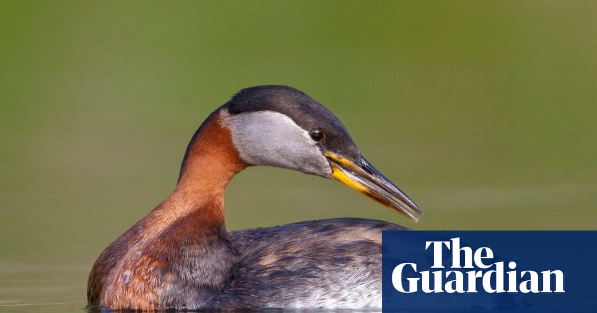 The red-necked grebe is rarely seen in Britain.