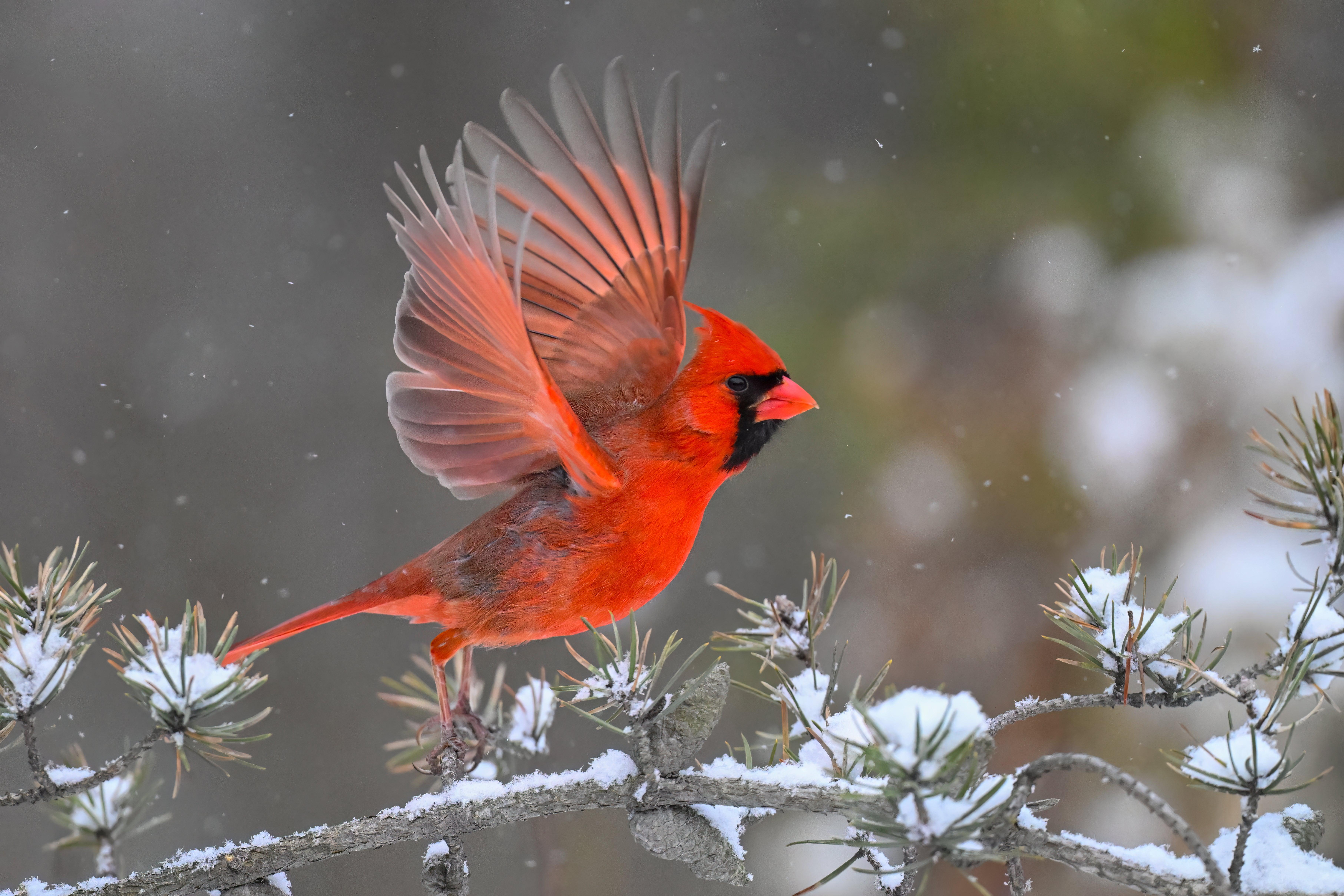 A red bird stands on a snow-covered branch with wings outstretched.