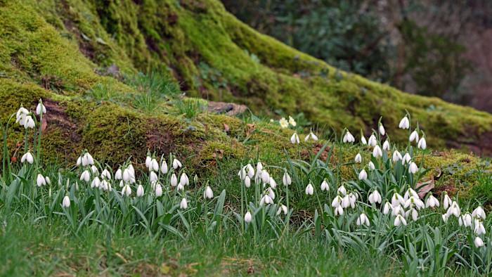 Michael Heseltine and the snowdrop effect