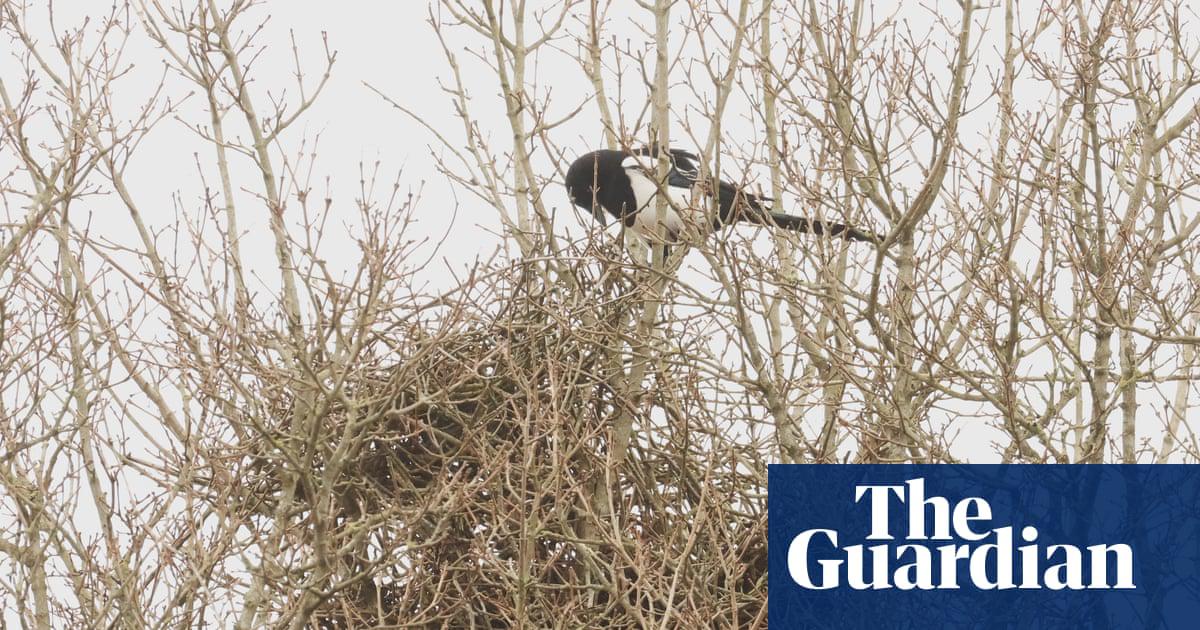 One of the magpies above a nest.