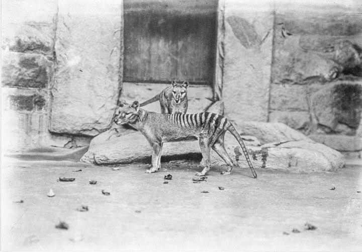 A circa 1903 photo shows two Tasmanian tigers, also known as thylacines, in captivity in a Washington, D.C., zoo.