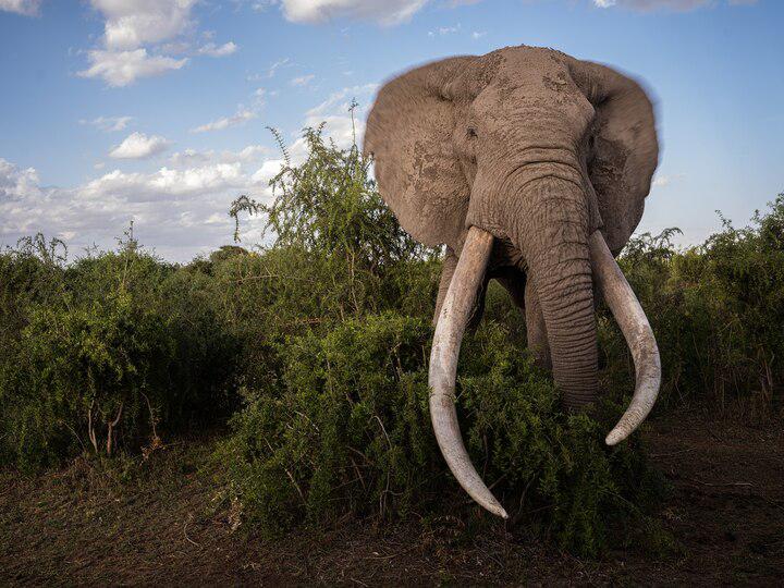 What will it take to save the savanna elephant?
